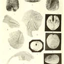 Sivun Apatopygus occidentalis H. L. Clark 1938 kuva