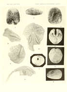 Image of apatopygid sea urchins
