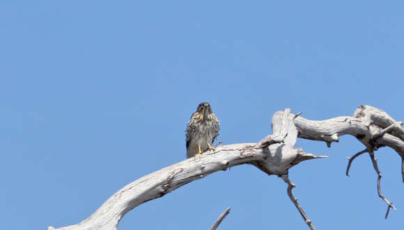 Image of Eurasian Goshawk