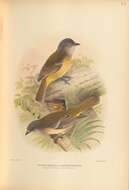 Image of Norfolk Golden Whistler