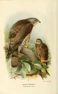 Image of Barred honey buzzard