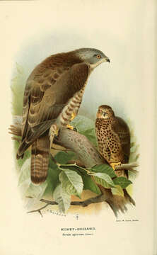 Image of honey buzzard, european honey buzzard