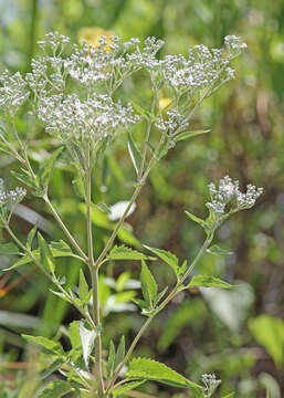 Image of lateflowering thoroughwort