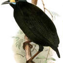Image of Short-tailed Paradigalla