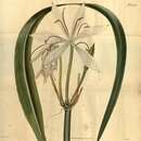 Image of Crinum arenarium Herb.
