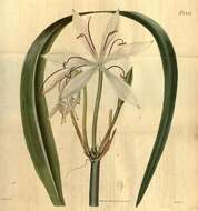 Image of Crinum arenarium Herb.