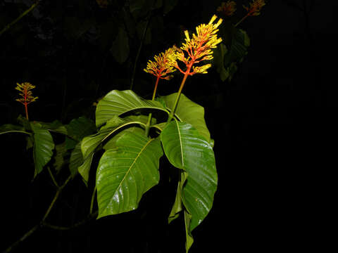 Palicourea guianensis Aubl.的圖片