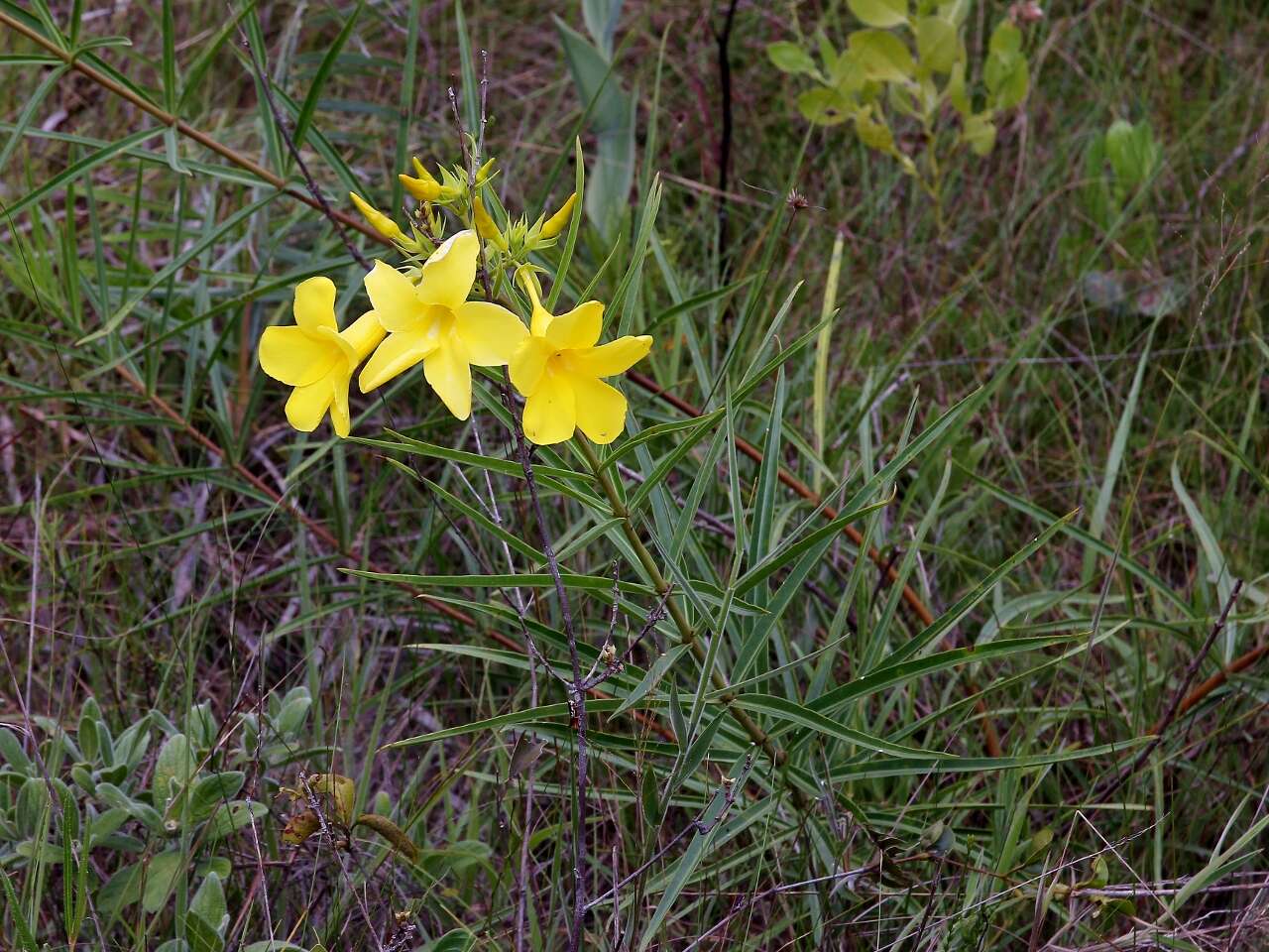 Image of Golden Trumpet or Buttercup Flower