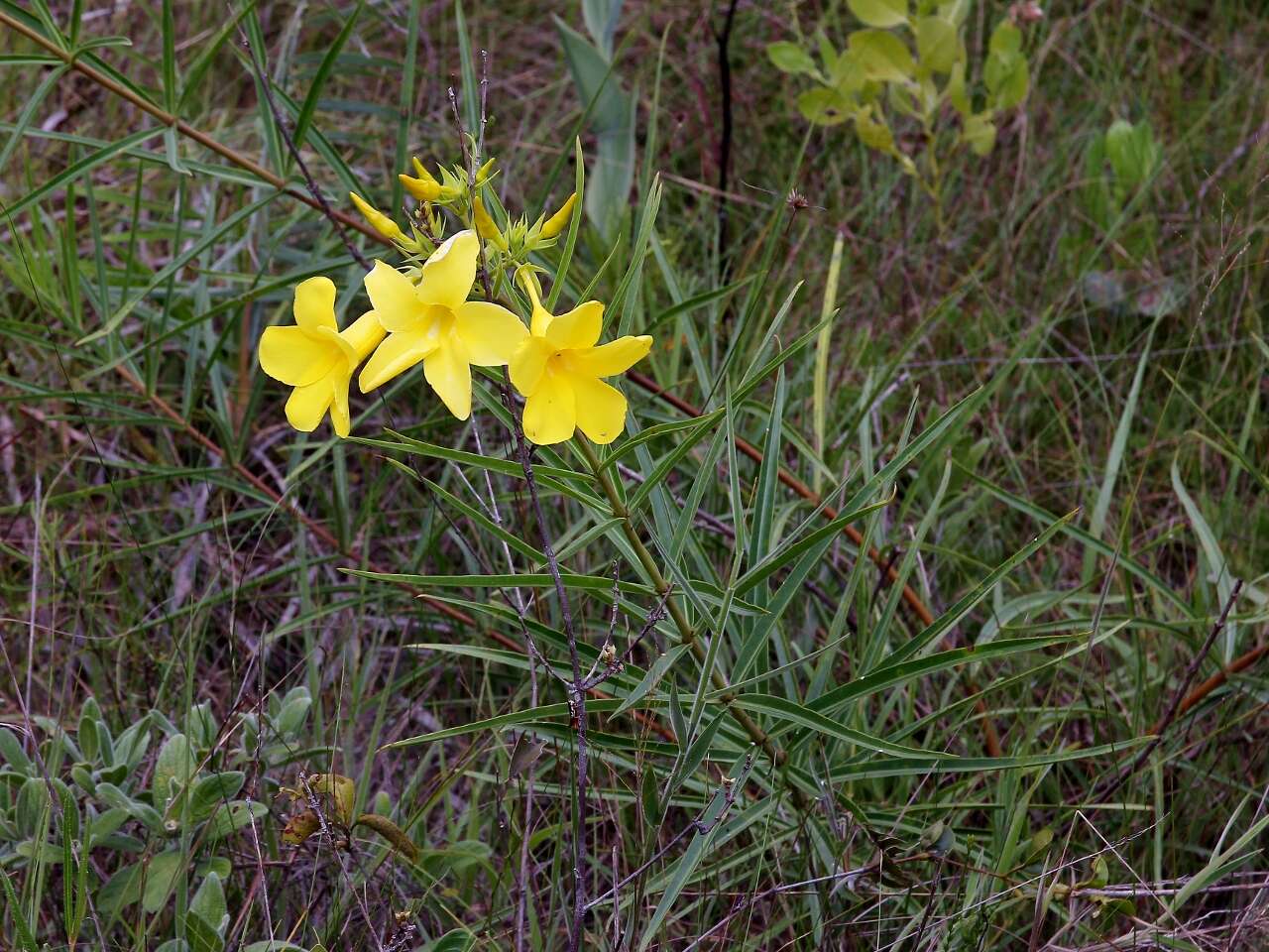 Image of Allamanda angustifolia Pohl