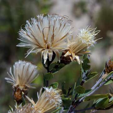 Image of Dasyphyllum reticulatum (DC.) Cabrera