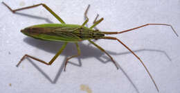 صورة Notostira elongata (Geoffroy 1785)