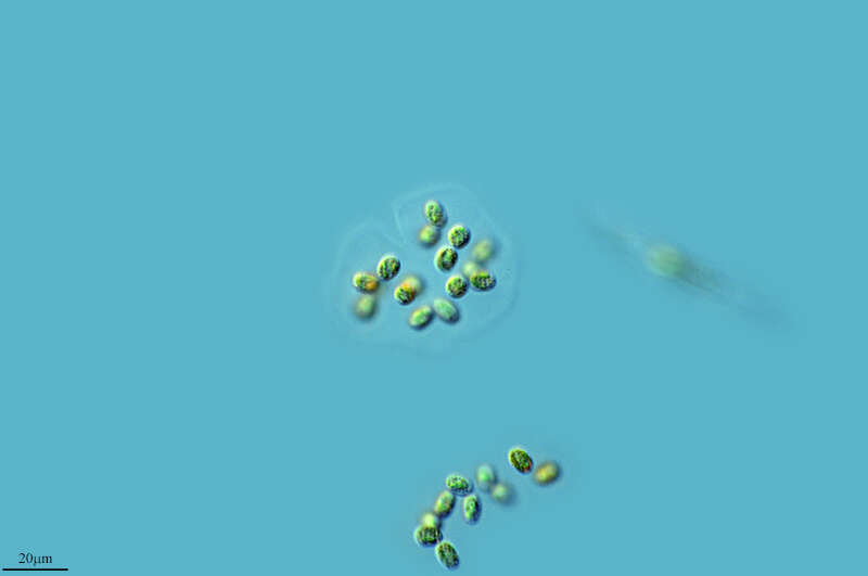 Image of Coenocystis Korshikov 1953