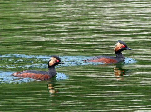 Image of Podiceps Latham 1787