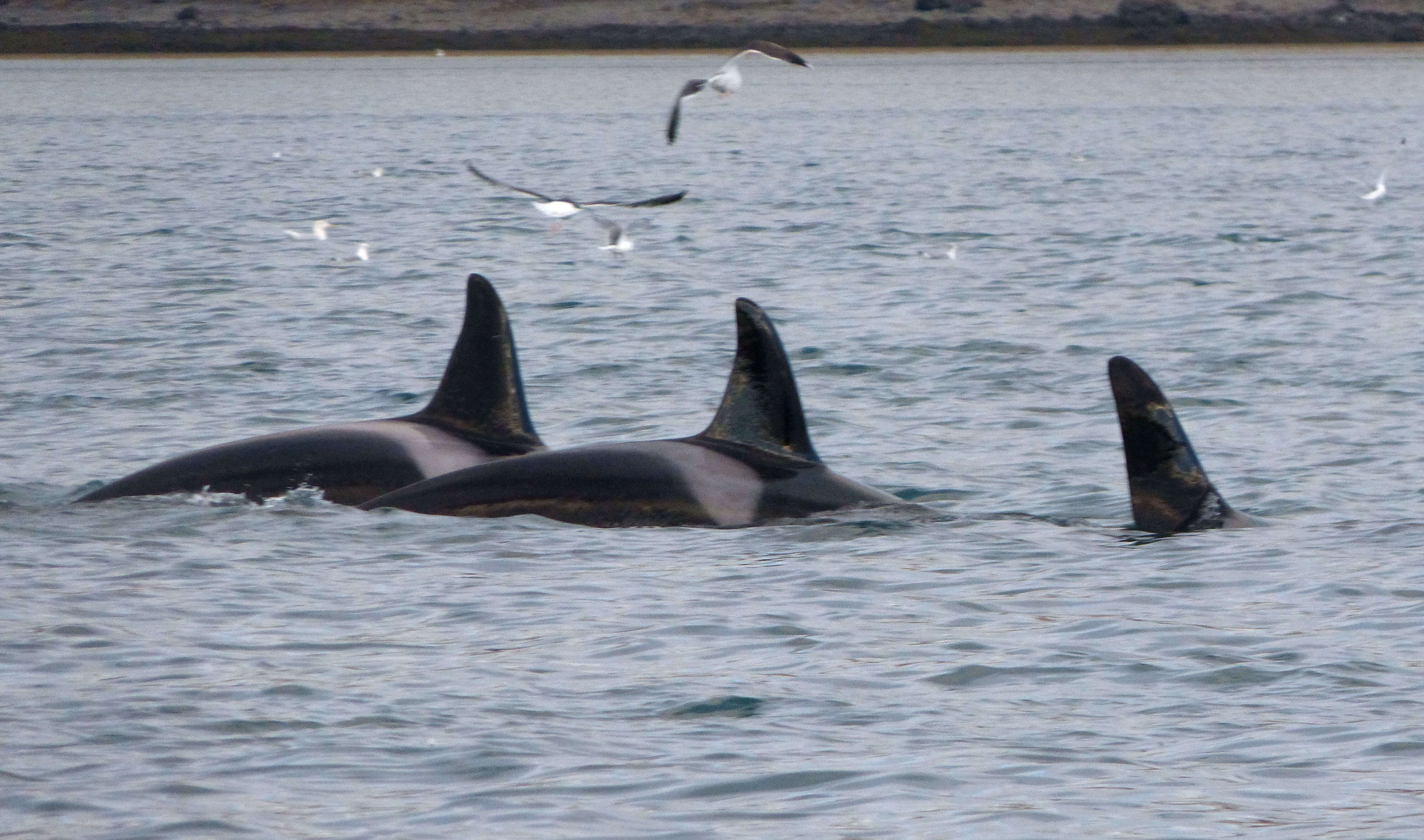 Image of killer whale