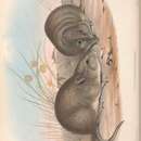 Image of <i>Hypsiprymnus platyops</i> Gould 1844