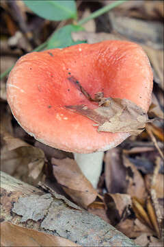 Sivun Russula silvestris (Singer) Reumaux 1996 kuva