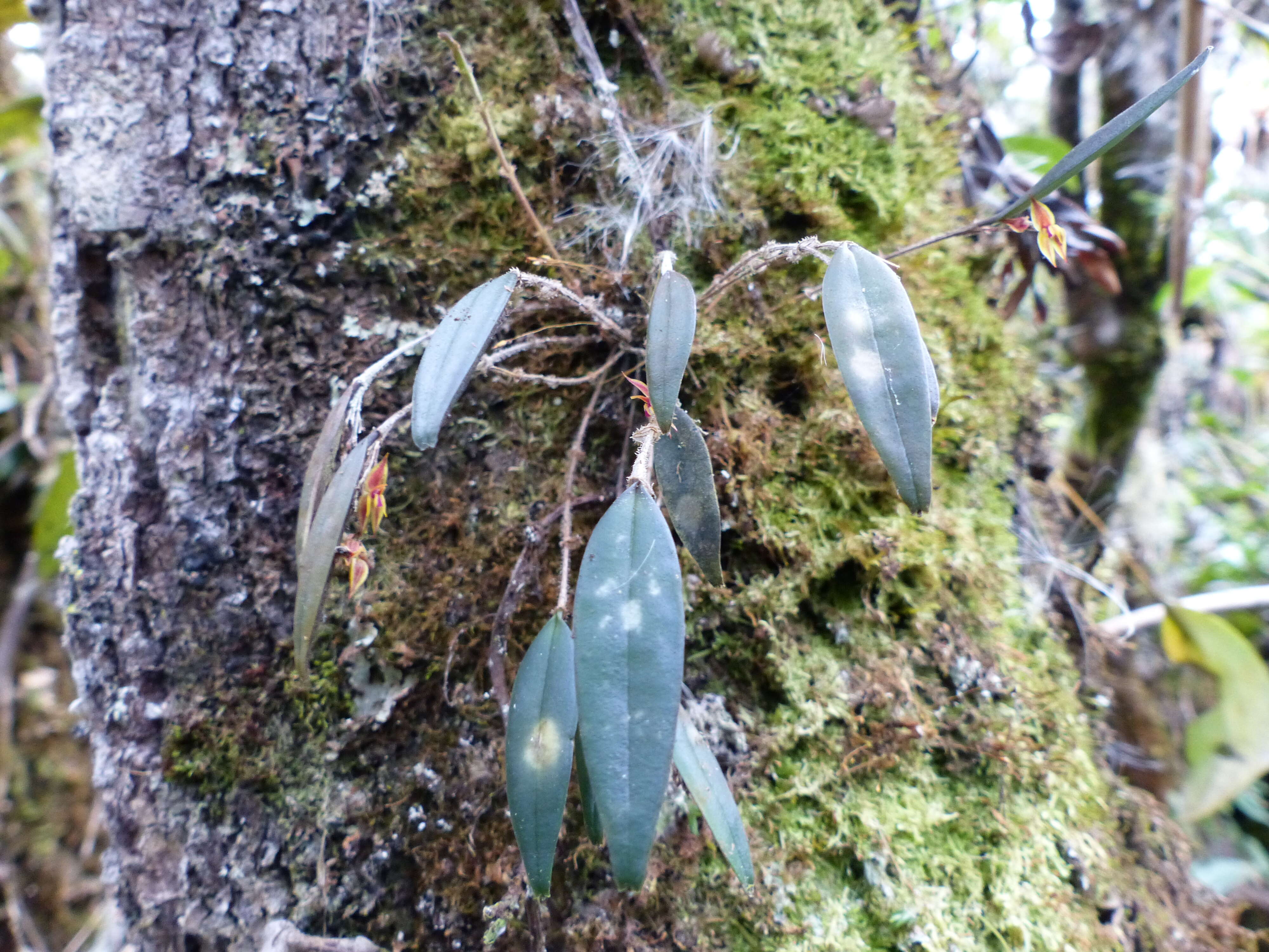 Image of Lepanthes renzii Luer