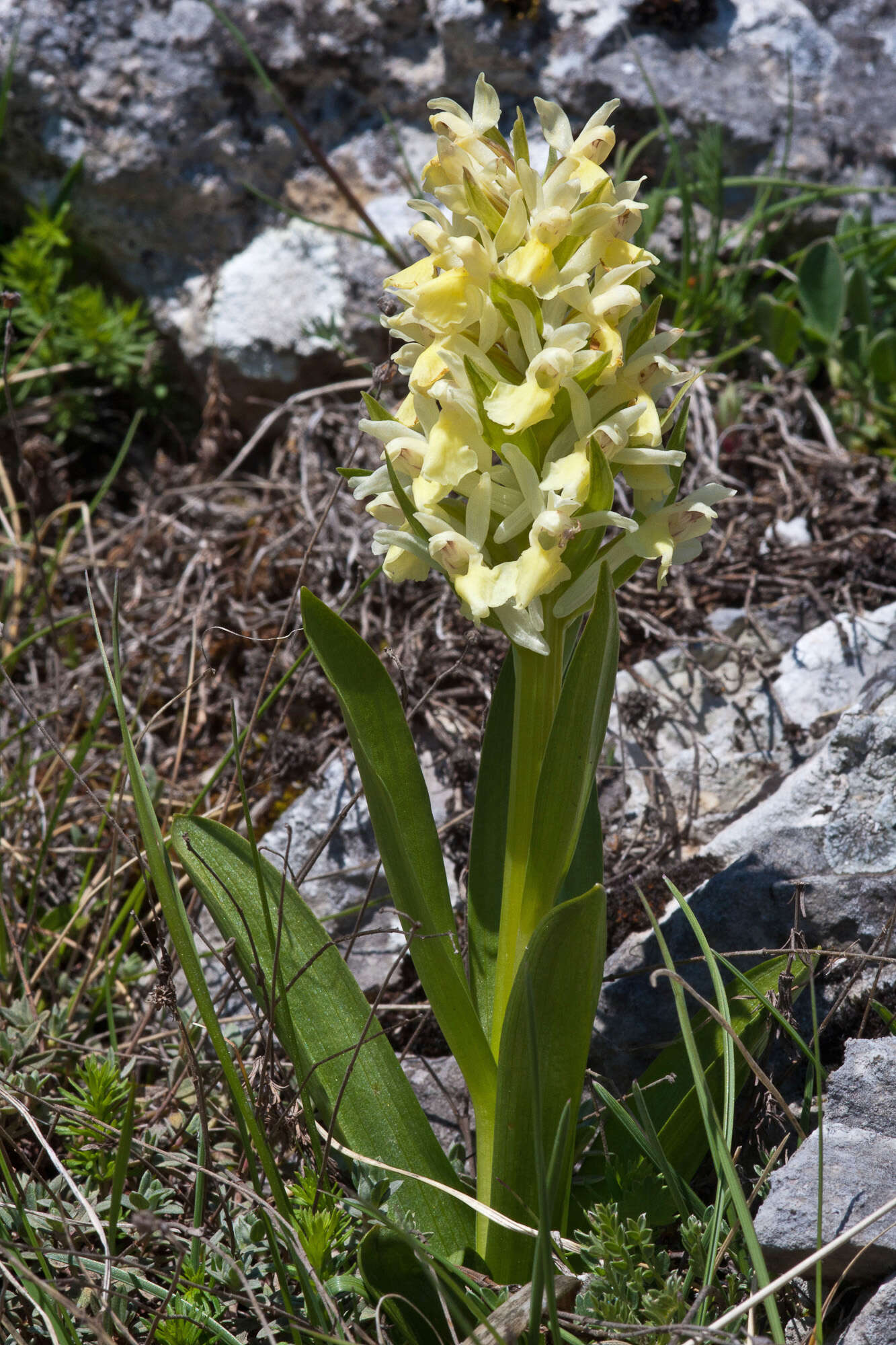 Image of Elder-flowered orchid