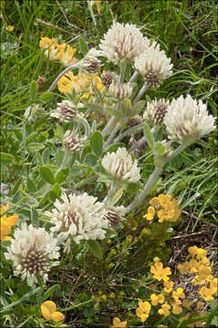 Image of Trifolium noricum Wulfen