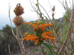 Image of lion's ear