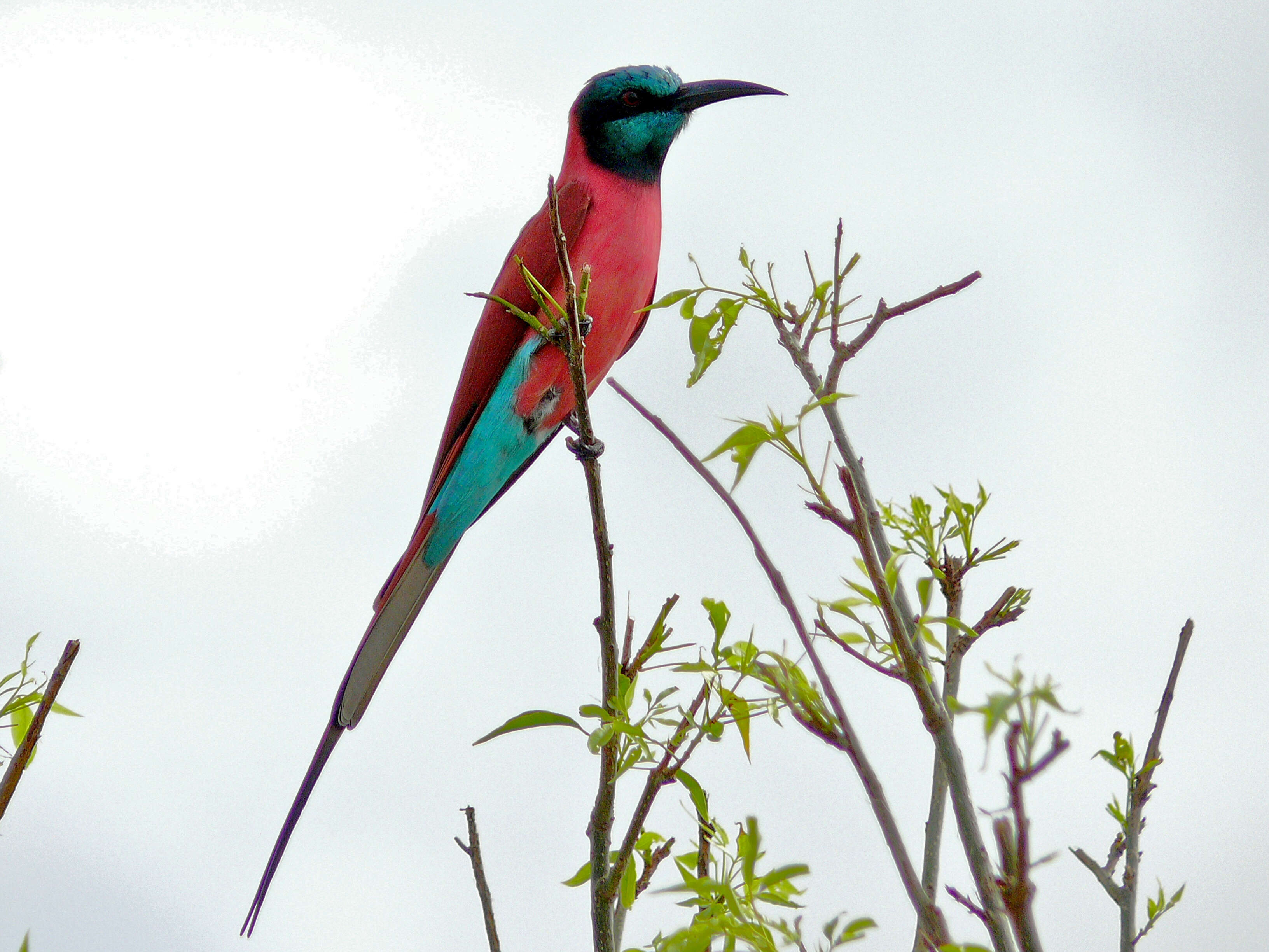 Image of Merops Linnaeus 1758