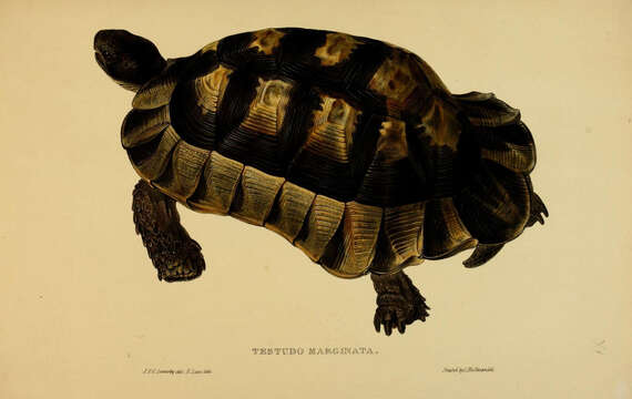 Image of Testudo