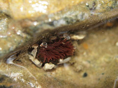 Image of Red Waratah Anemone