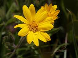 Image of Wedelia foliacea (Spreng.) B. L. Turner