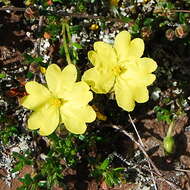 Image of Hibbertia basaltica A. M. Buchanan & Schah.