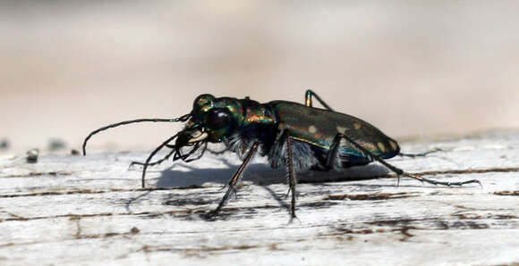 Plancia ëd Cicindela (Cicindela) oregona Le Conte 1856