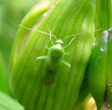 Image of Lygocoris