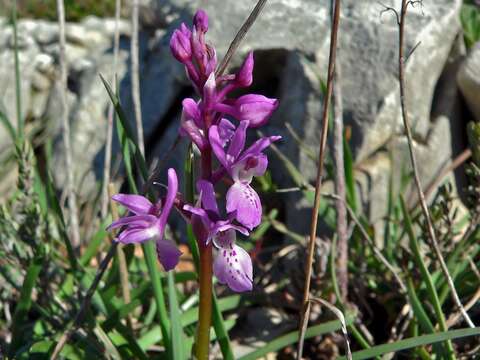 Слика од Orchis olbiensis Reut. ex Gren.