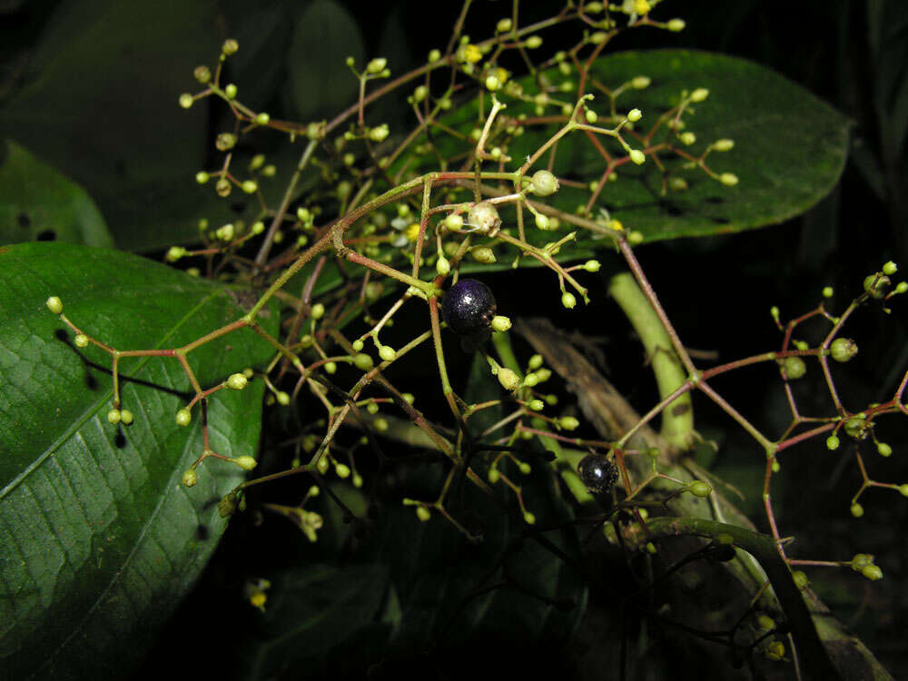 Image of Conostegia dissitiflora (Almeda) Kriebel