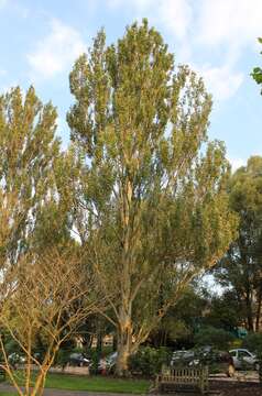 Image of White Poplar