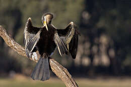 Image of anhingas and darters