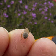 Image of tawny cockroach