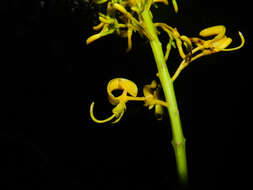 Image of Vochysia guatemalensis J. D. Smith