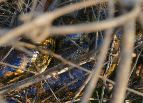 Image of Yellow anaconda