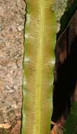 Sivun Asplenium simplicifrons F. Muell. kuva
