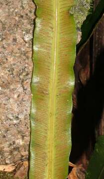 Image of Asplenium simplicifrons F. Muell.