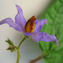 Image of Solanum reflexiflorum Moric. ex Dun.