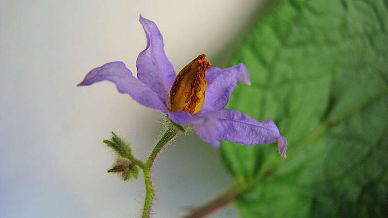 Image of Solanum reflexiflorum Moric. ex Dun.