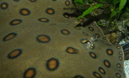Image of river stingrays