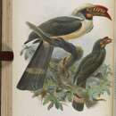 Image of Luzon Hornbill
