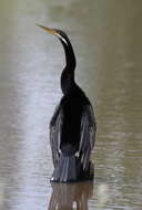 Image de Anhinga d'Australie