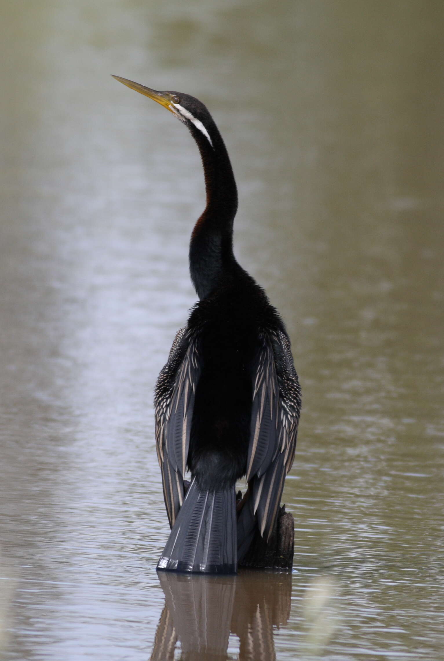 Image of anhingas and darters