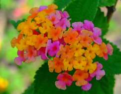 Image of lantana