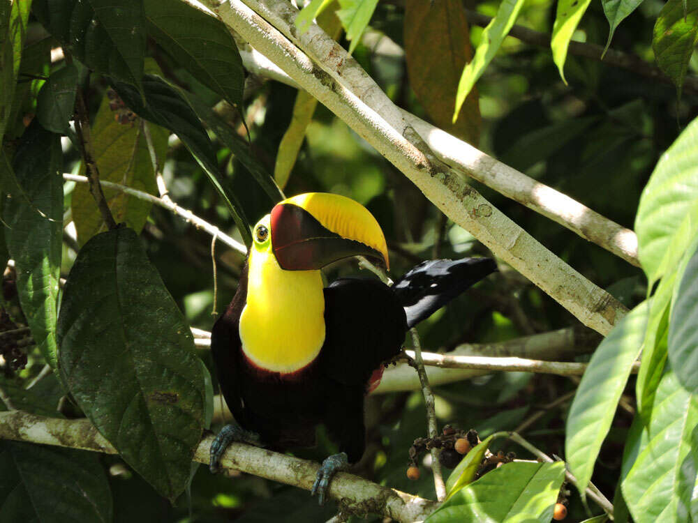 Image of Pubescent Sorocea (tree)