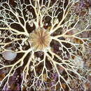 Image of northern basket star