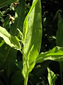 Rumex verticillatus L. resmi